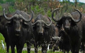Omo National Park