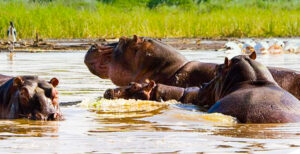 Lake Chamo Hippos, Gamo zone