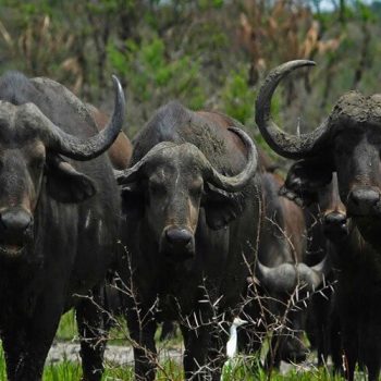 Omo National Park